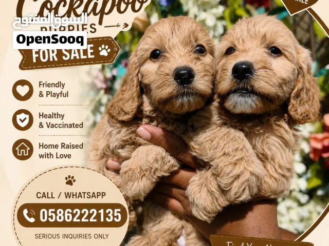 Cockapoo puppy