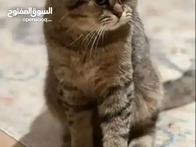 قط ذكر هيمالايا سكوتش تريبل فولد للتزاوج