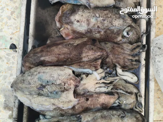 حبار طازج ريال ونص الكيلو  متوفر 7 كيلو