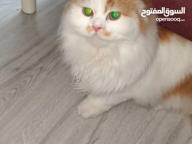 قط ذكر العمر 8اشهر هادئ ومحب للعب