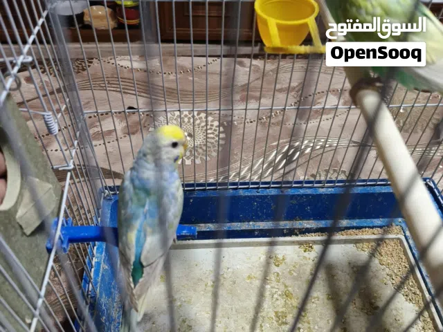 جوز حب وطرة كوكتيل شغالة