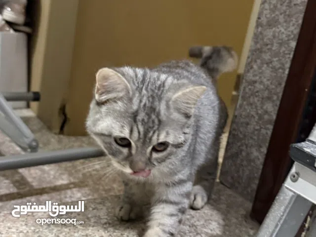 سكوتش ستريت