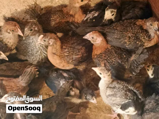 صيصان بلدي للبيع عمر 40 يوم