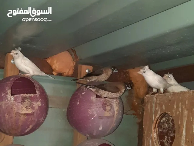 طيور بنغالي أمهات شغاله تحتها بيض