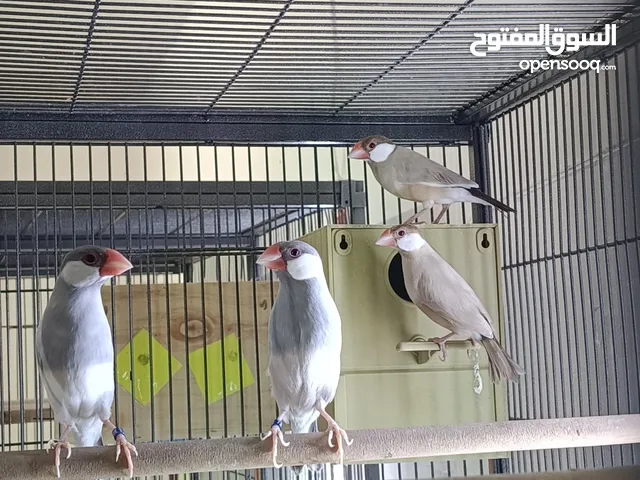 زوجين جاوا كريمي و سلفر ازواج منتجه ومستويات طيبه