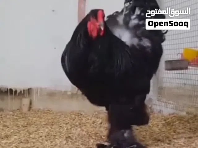 دجاج برهما بلاك