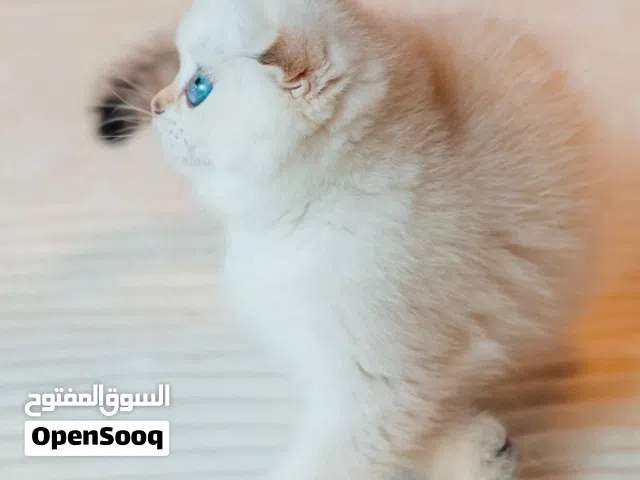 Pure Ragdoll Kittens Available