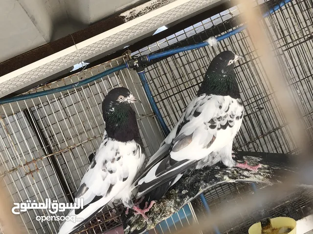 حمام تيدي العدد 4  ذكور واناث للبيع