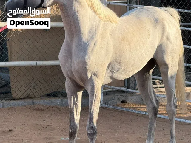 للبيع فحل عربي أصيل مميز