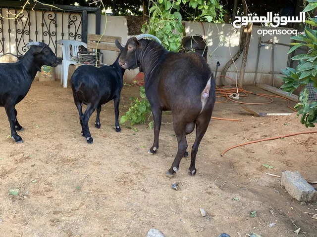 فحل إسباني دم صافي