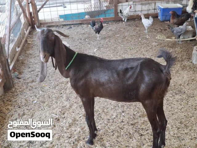 صخله افغاني لبيع