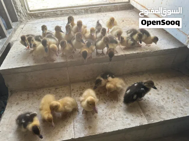 بط بلدي  نخل النخب