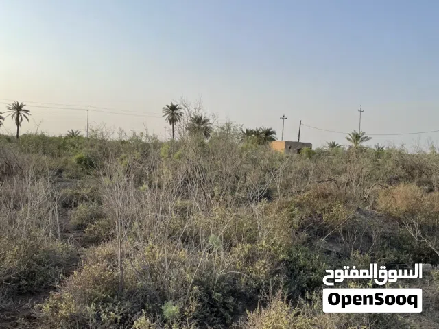 Farm Land for Sale in Basra Al-Seeba