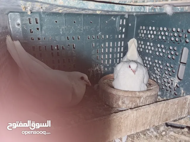 جواز فرنسي وكنج