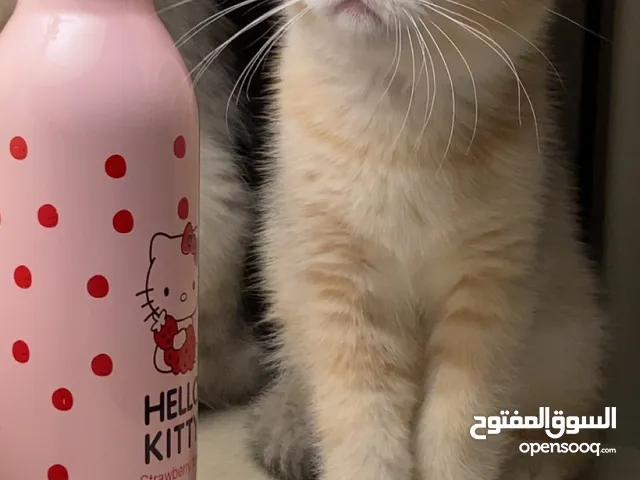 قطه للبيع انثى