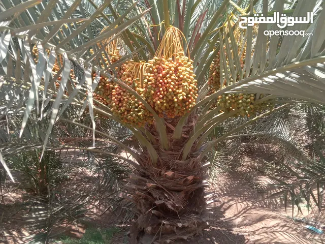 طناء نخيل خلاص وفرض