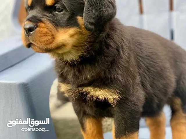 أجمل جراوي روت بيور أهالي شامبيون في ولاد وبنات متطعمين بالدفتر