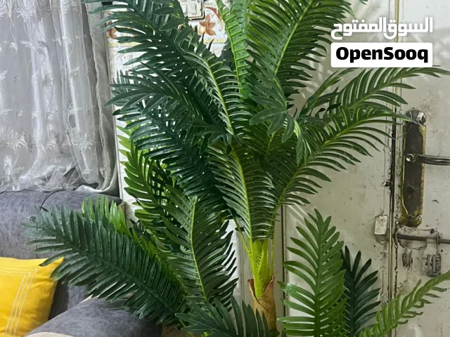 سيت طبلات خشب و نخلة زينة للبيع