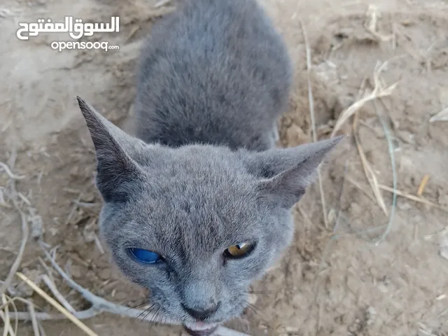 قطة رمادية صغير لي البيع 15ریال