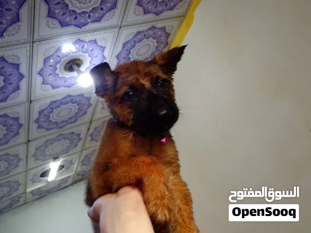 جرو بيع ومراوس ابدجاج نوع مالينو صورت الام موجوده بلمنشور