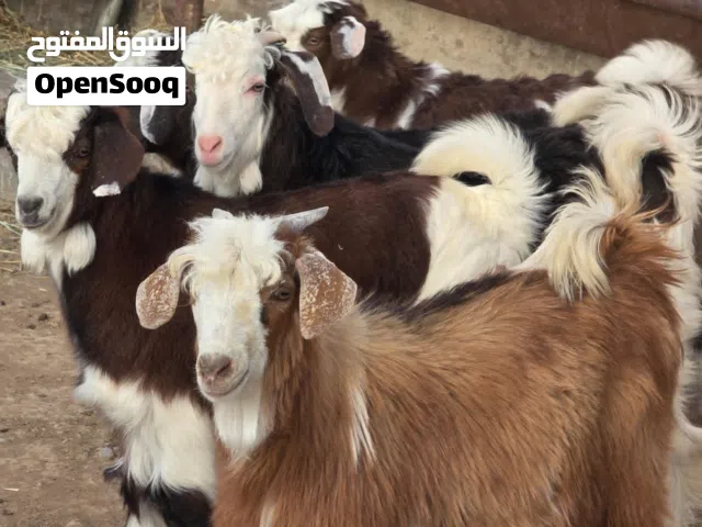 لي حاب يعرض توجد معي قناة وتساب