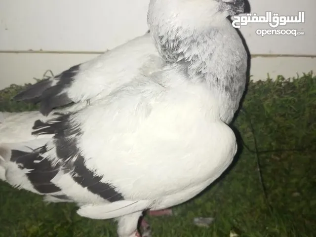 حمام كش نضيف