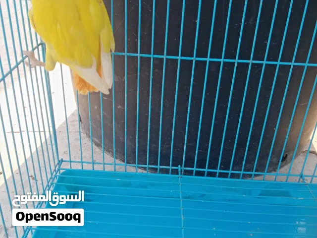 لوبيرد راس برتقالي عيون حمر للبيع عمر فوق 8 شهور جنس غير معروف
