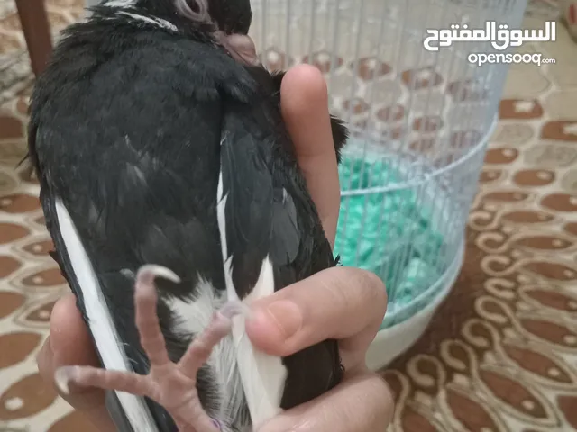 حمامه محجله للبيع ب 6 دنانير مع قفصه واكله