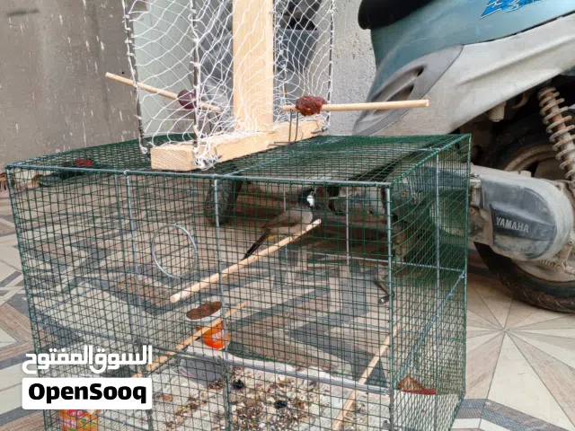 قفص صيادي بلابل سعر 35 الف قفص فقط بدون بلبل