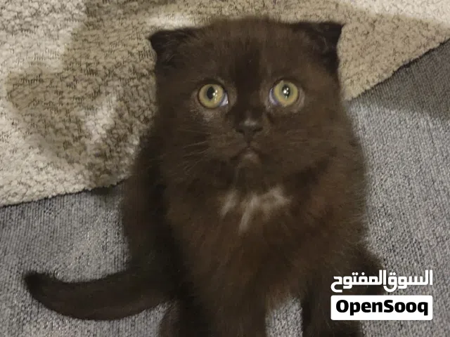 سكوتش فولد ذكر وانثى
