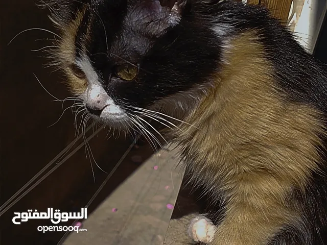 قط كاليكيو نوع نادر جدا جدا جدا