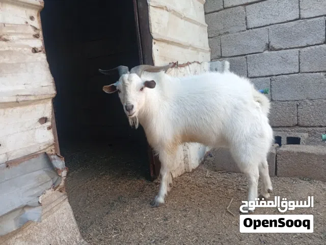 ماعز قطري فحل اقره الوصف