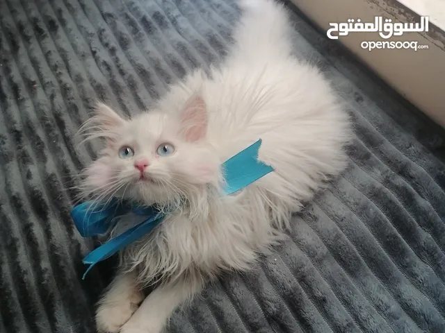 انثى شيرازي بيور بيضاء عيون زرقا صحتها فل الفل دبدوبه اليفه وشعرها كثيف وطويل