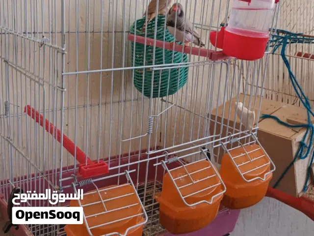 زيبرا لي البيع بي القفص عل سوم
