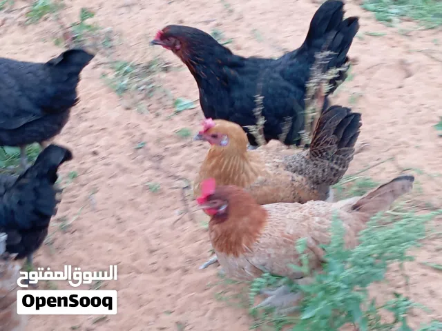 دجاج عربي للبيع