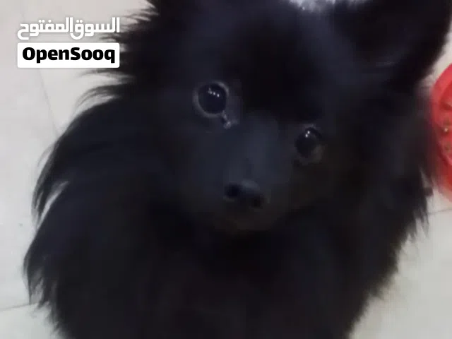 young adult female pomeranian pm in WhatsApp , discounted price