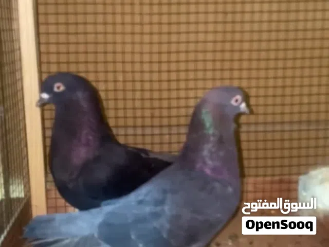 كويتيات لوت