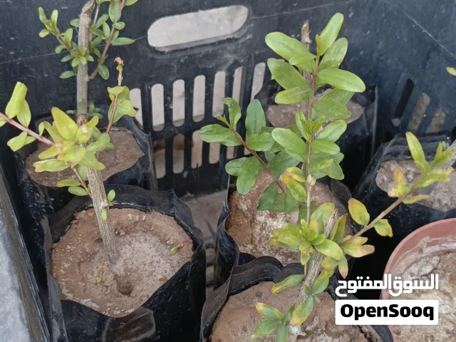 زريعه ابو صلاح مشتل ابو صلاح