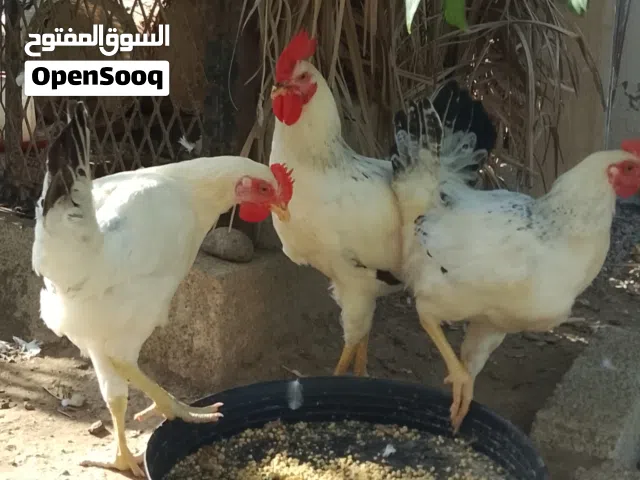 للبيع د دياكة فرنسي كولومبي لاحم