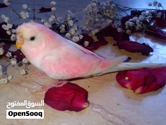 مروض فل ترويض صحه ونضافه ولون ربي يبارك ومعا الشراي منقصروش