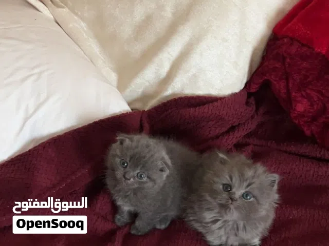 للبيع قطتين ( سكوتش فولد بلو ) لباقي التفاصيل شاهد الوصف في اسفل