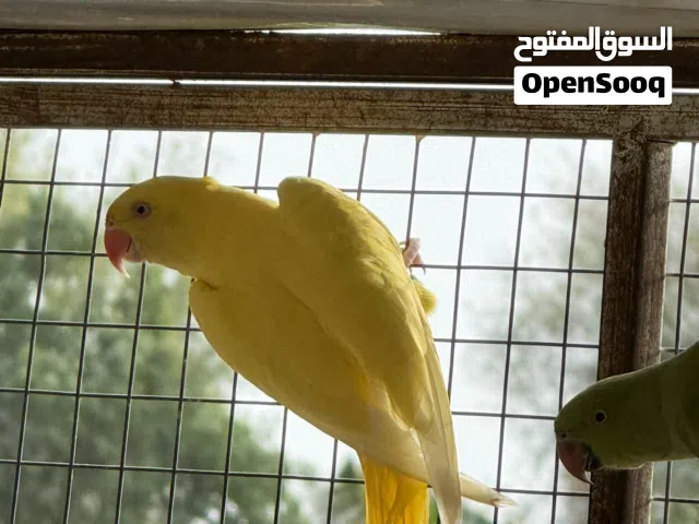 دره لاتينو انثى منتجه