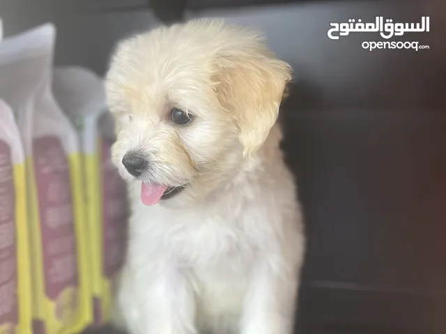 كلاب مالتيز عمر شهرين الحجم القزم جميل ولعوب جدا