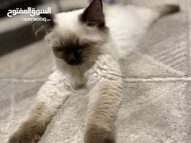 Sayami Cat male and female قطت سيامي ذكر و انثى