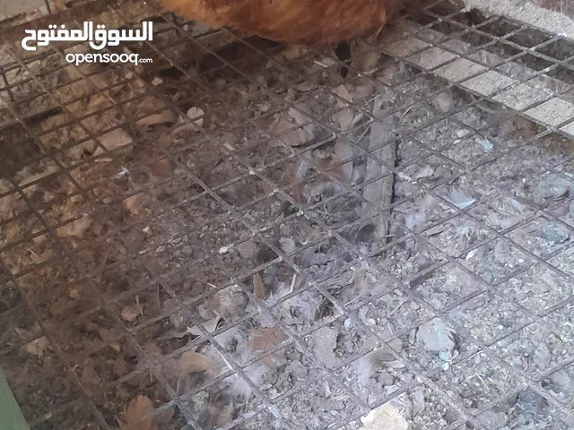 دجاج راقد اقرا التفاصيل