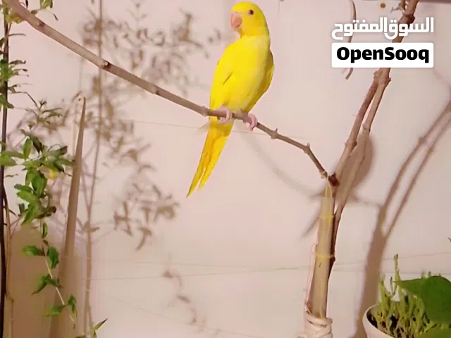 فحل دره لاتينو (اقره الوصف)