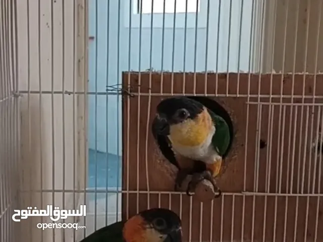 زوج منتج كايكي