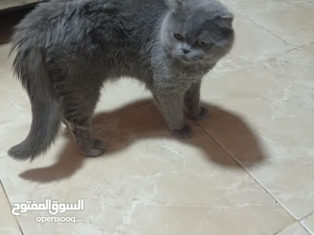 قط للتبني مع لتر بوكس واكل