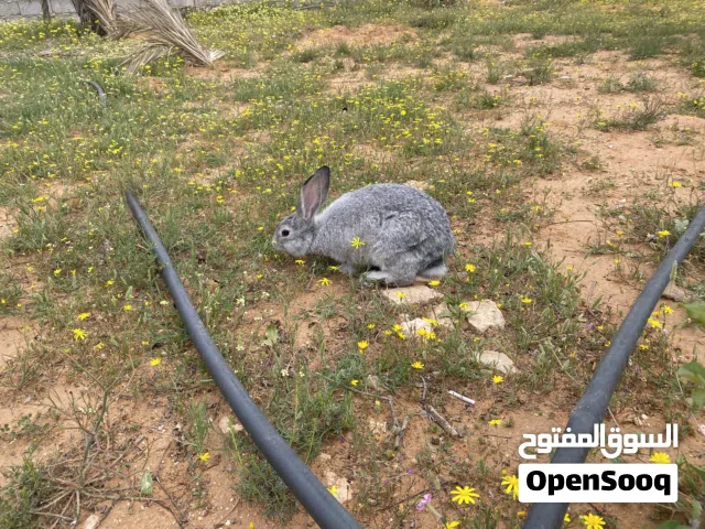 ارانب المانيات دكورة وانتايات نظاف الله يبارك واتيات
