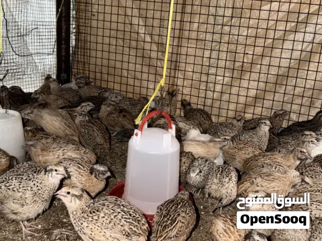 طيور السمان للبيع